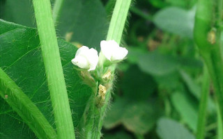 くろさき茶豆の花